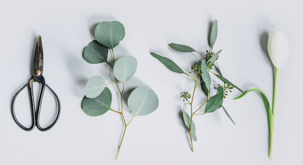 Ciseaux de fleuriste et branches d'eucalyptus pour la confection d'un bouquet - Fleurs Azur