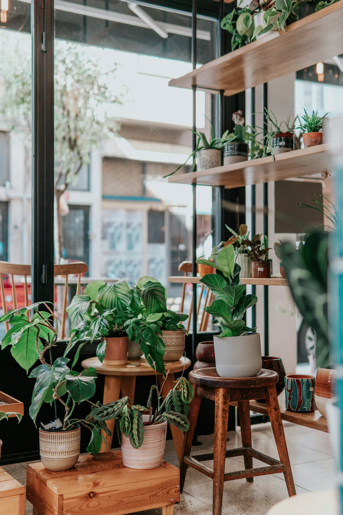 Étagères de plantes vertes en boutique