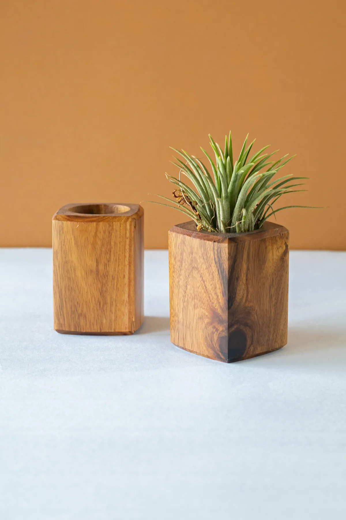 Cache-pots en bois avec plante grasse