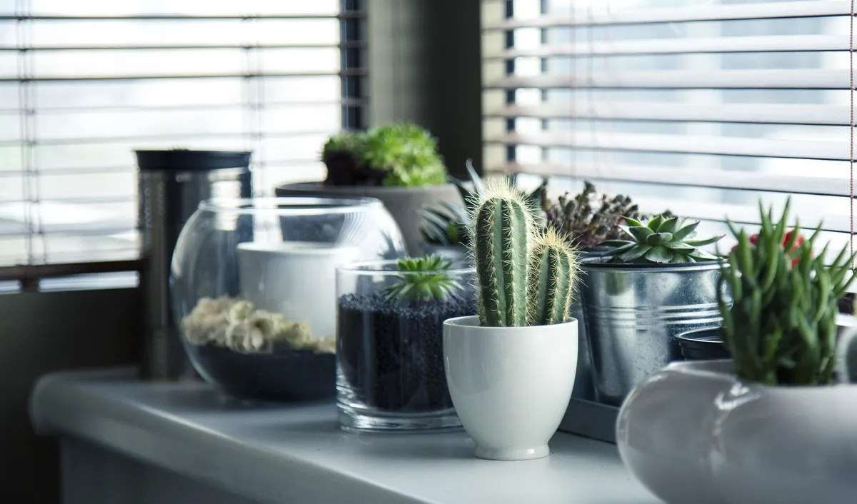 Collection de cactus et plantes succulentes