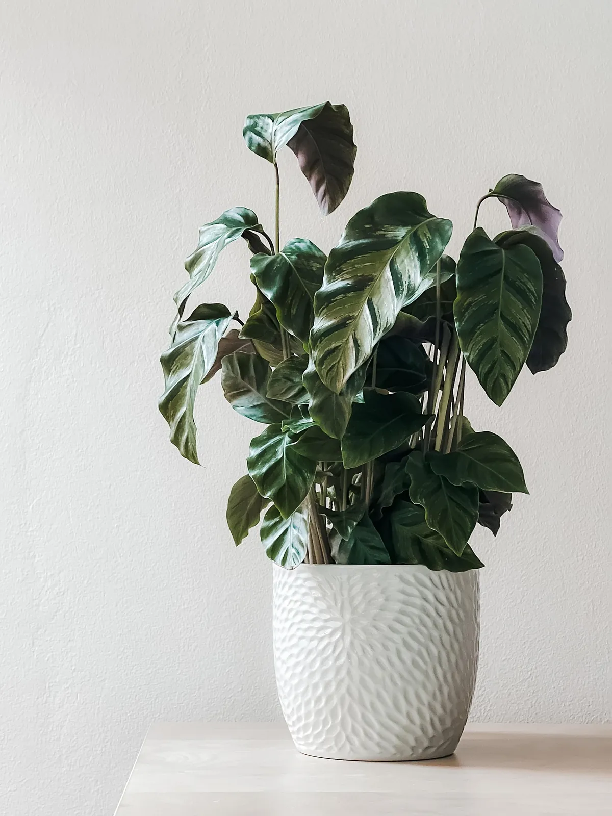 Plante Calathea panachée en pot blanc